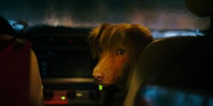 Глазами пса (Good Boy)